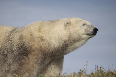 Polar bear (zoo study)