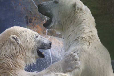 Polar bear (zoo study)