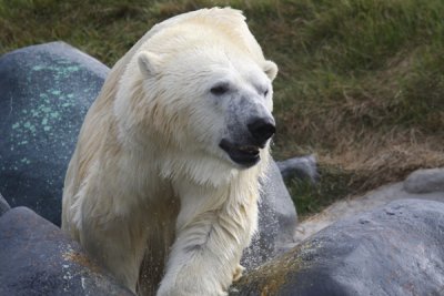 Polar bear (zoo study)