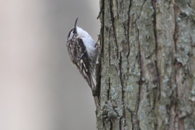 Brown creeper