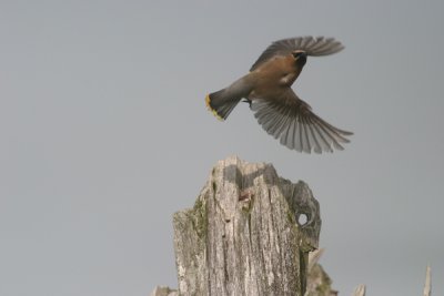 Cedar waxwing