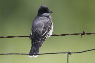 Eastern kingbird