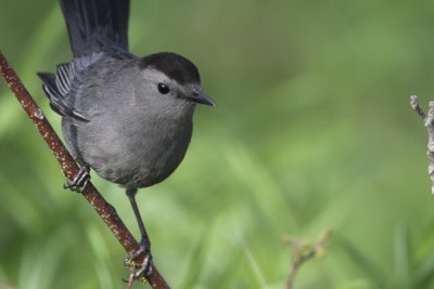 Song Birds of Riverwood