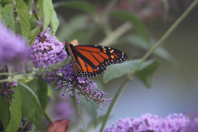 Monarch butterfly