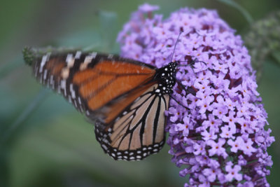 Monarch butterfly