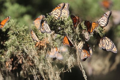 Monarch butterfly