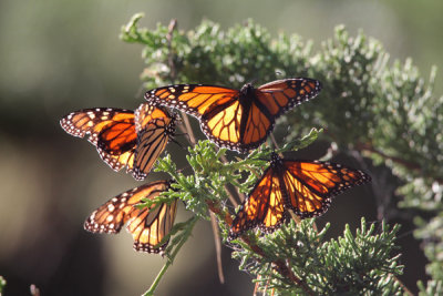 Monarch butterfly