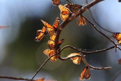 Monarch butterfly