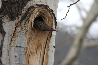Northern flicker (western)