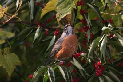 American robin