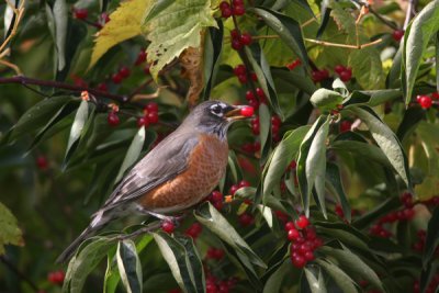 American robin
