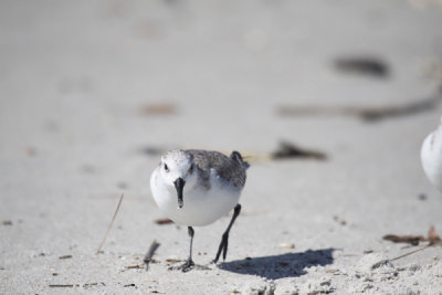 Sanderling