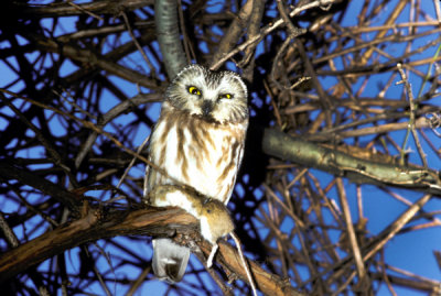 Saw-whet owl with white-footed mouse