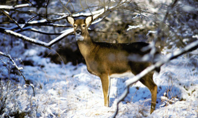 White-tailed deer doe