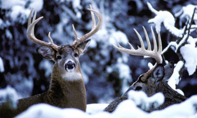 White-tailed deer buck