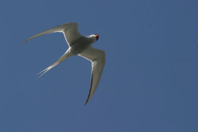 Arctic tern