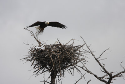 Bald Eagle