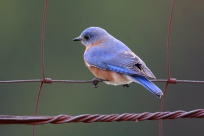 Blue bird