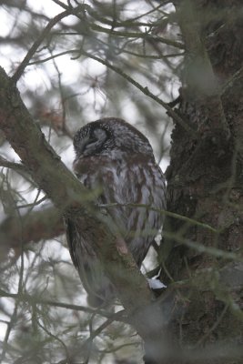 Boreal owl