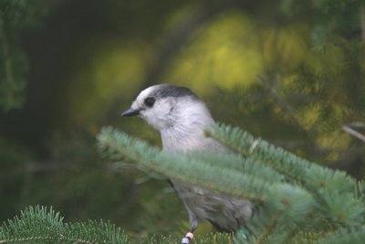 Canada jay