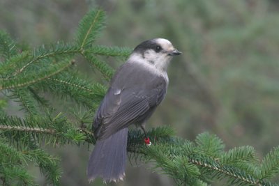 Canada jay