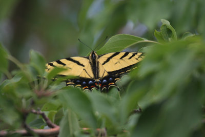 Canadian tiger swallowtail