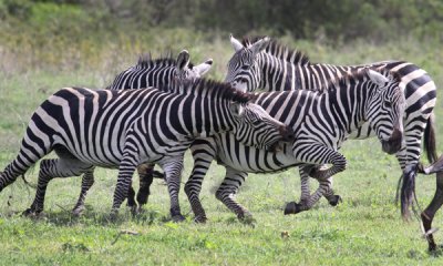 Put in Her Place, Common zebra