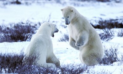 Polar bears