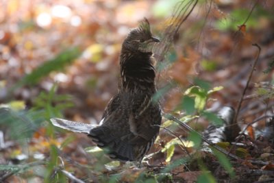 Gallery: Game Birds of North America