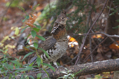 Ruffed grouse