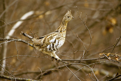 Ruffed grouse