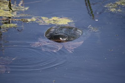 Snapping turtle mating