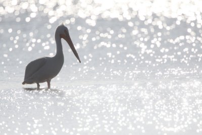 White pelican