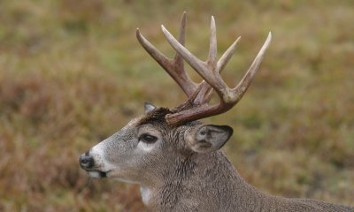 White-tailed deer buck