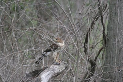 Cooper's hawk with vole