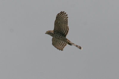 Cooper's hawk