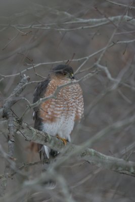 Cooper's hawk
