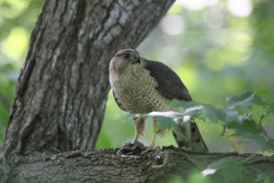 Cooper's hawk with song bird