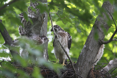 Cooper's hawk