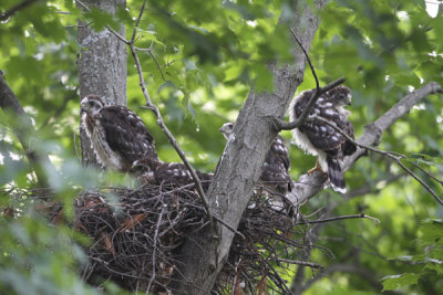 Cooper's hawk