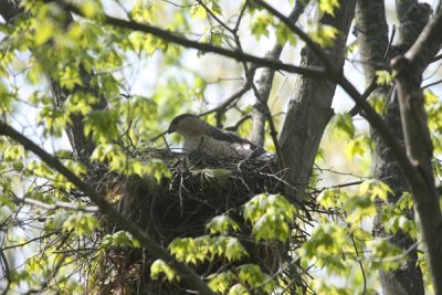 Cooper's hawk