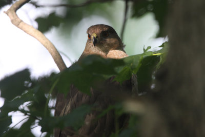 Cooper's hawk
