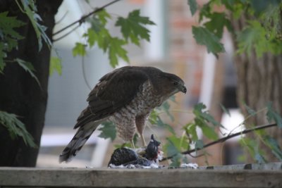 Cooper's hawk with pigeon