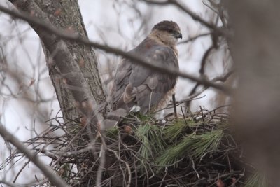 Cooper's hawk
