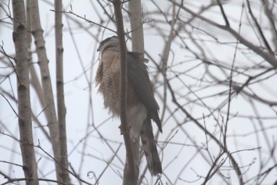 Cooper's hawk