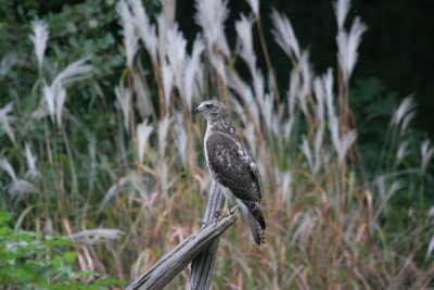 Red-tailed hawk