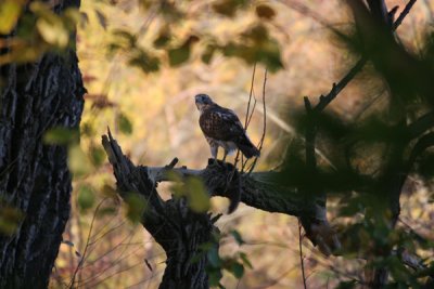 Red-tailed hawk with squirrel