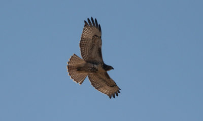Red-tailed hawk (western)