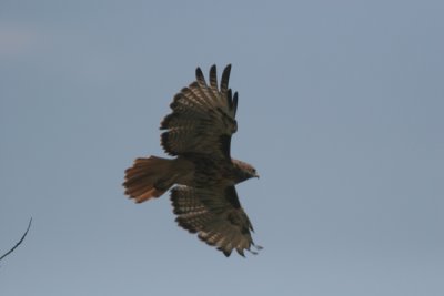 Red-tailed hawk (western)