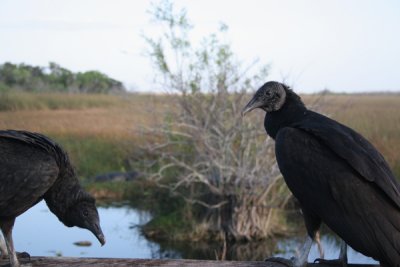 Black vulture